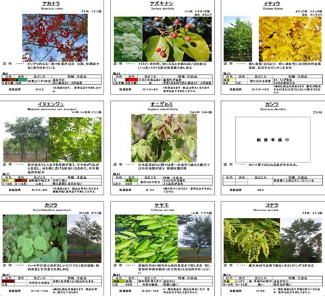 樹種類|樹種の特徴・特性（樹木の写真） 